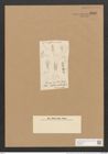 Berkeleya intricata (Kuetz.) Grun. (de-Toni-Nr.: Genus 21, Species 1226) Zeichnungen Sammlung Grunow Nr. 2366 (NHMW-BOT-W0369500)